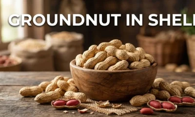 Groundnut in Shell