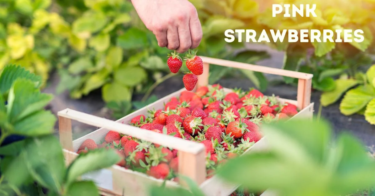 Pink Strawberries
