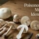 Poisonous White Mushroom Identification